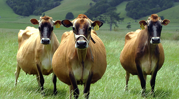 Resultado de imagen de jersey cow