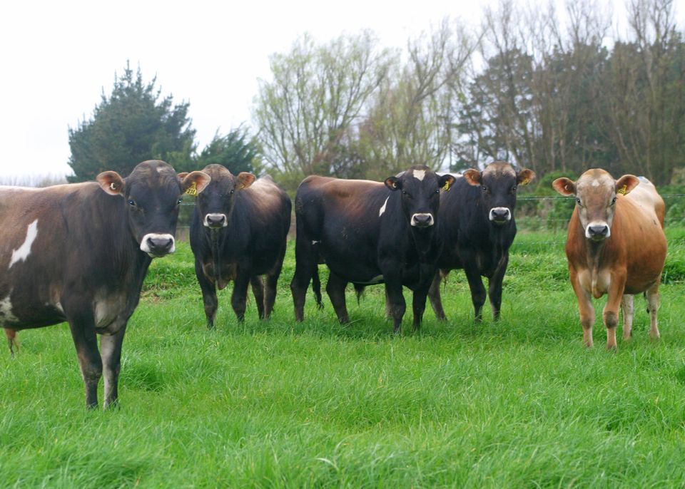 All Breeds Dairy Bull Sale Jersey