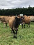 Fernside (18)