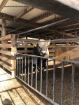 Xcell Breeding (1)