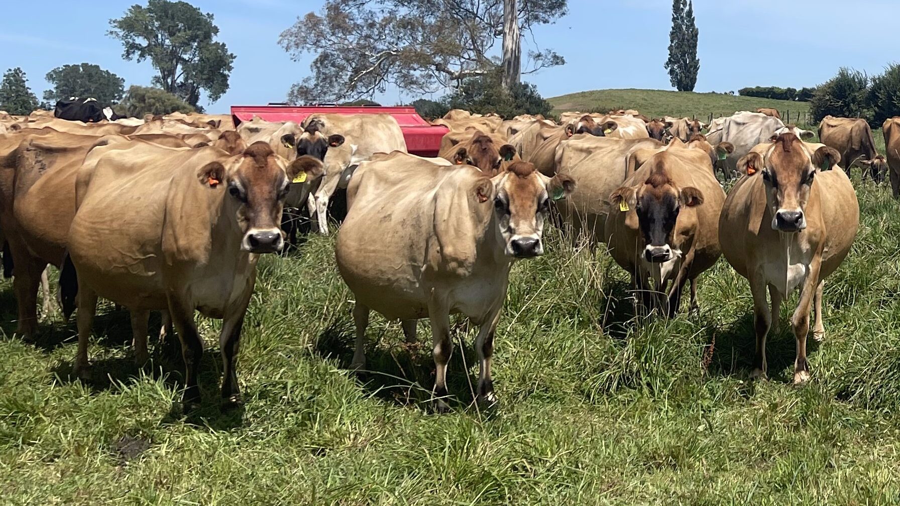 The Fynreath Herd